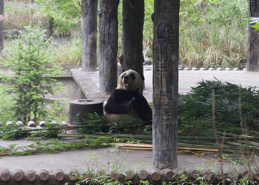 Seasonal Shifts in Panda Behaviors