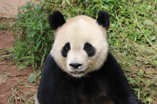 Panda Spotlight- Yang Yang