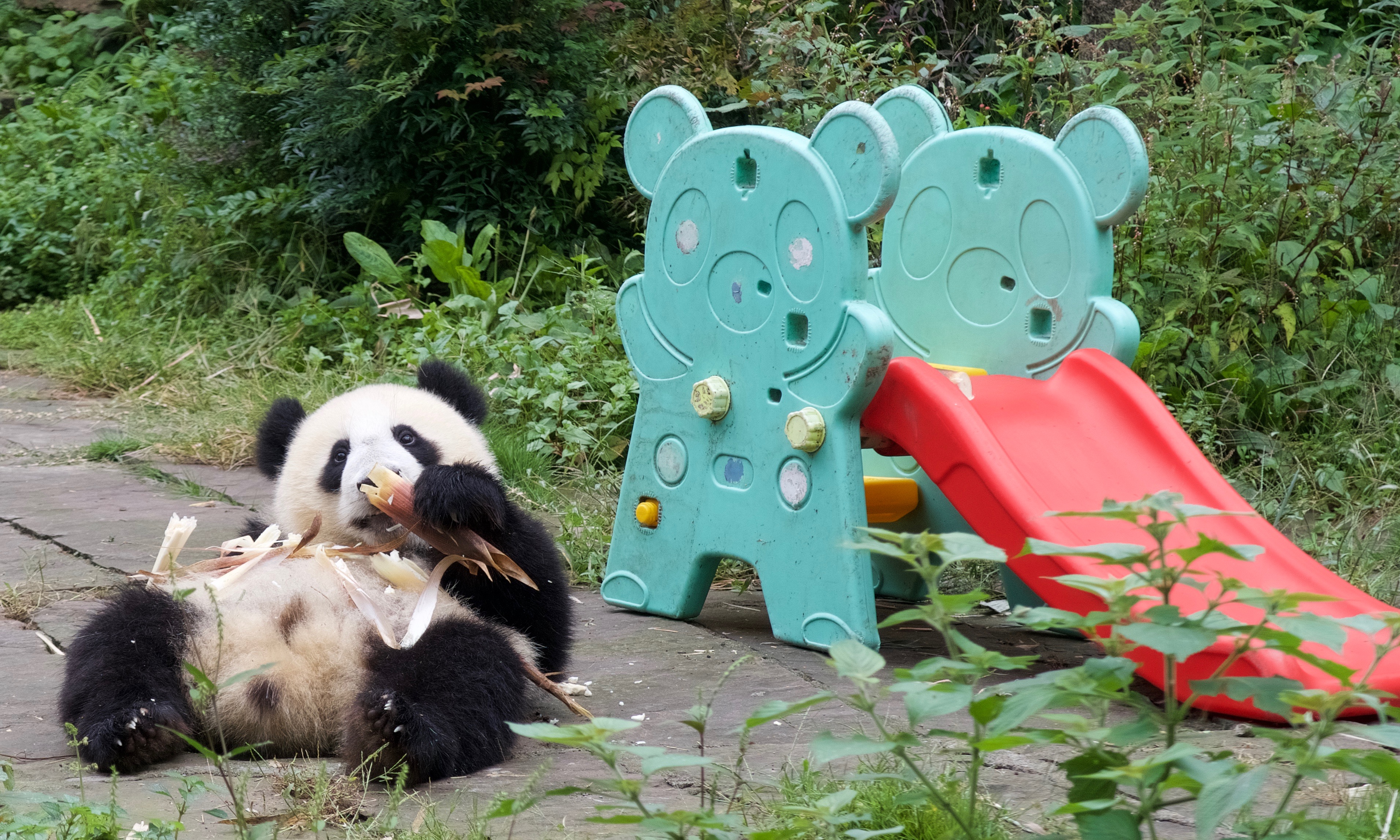 Bifengxia Kindergarten