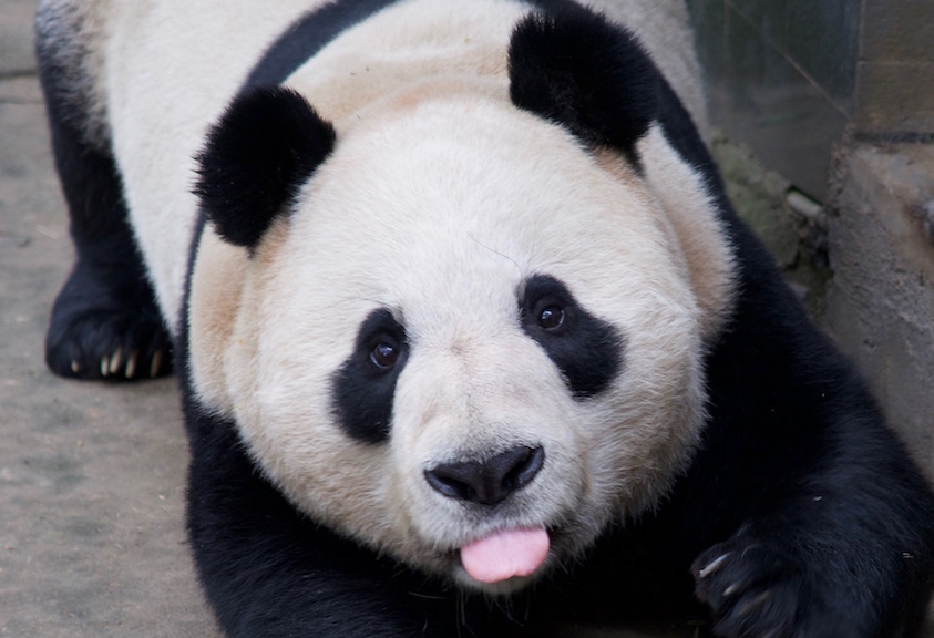 Panda Photo Request: Shen Wei