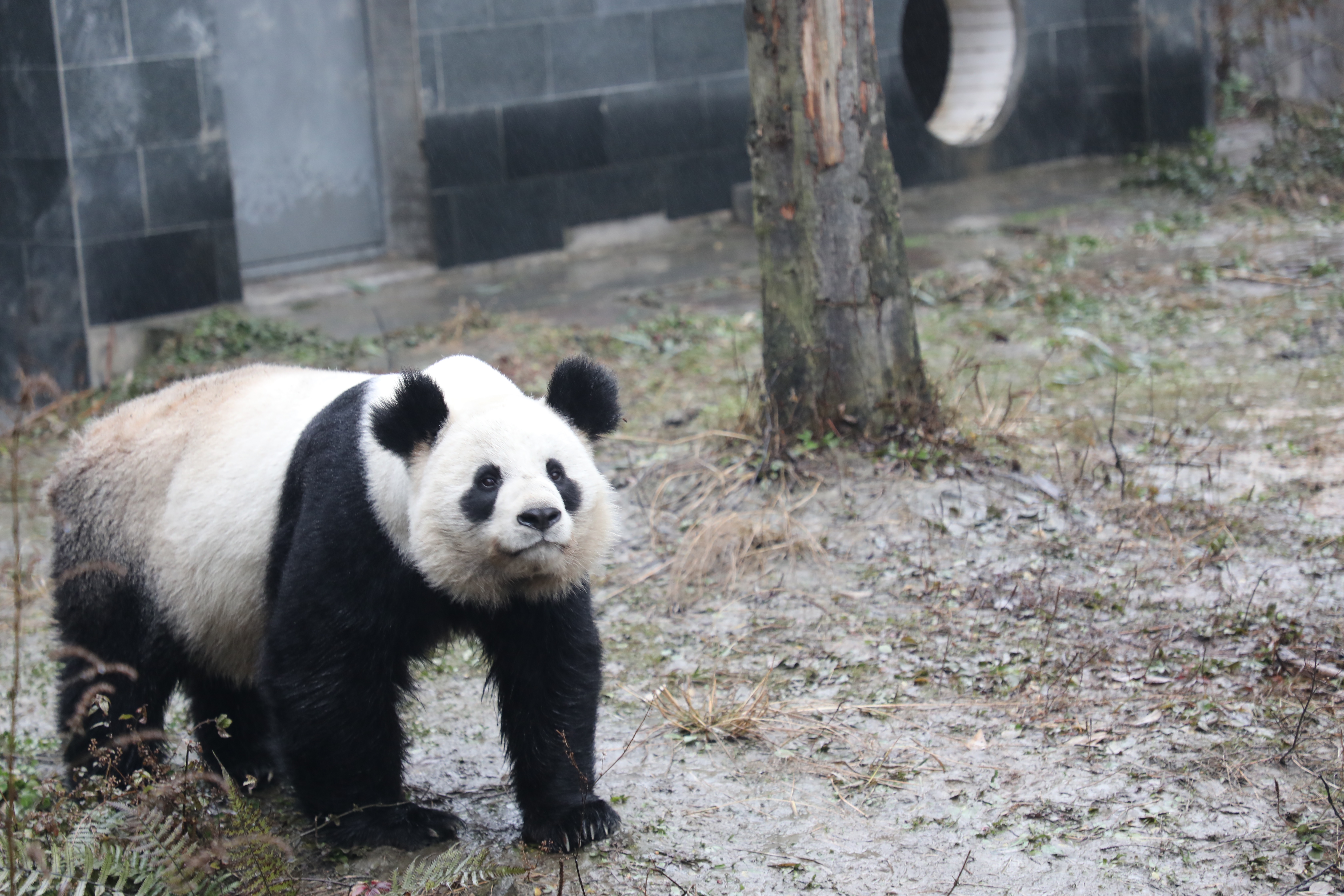 Pandas vs Grizzlies: Comparing Two Fascinating Species of Bear