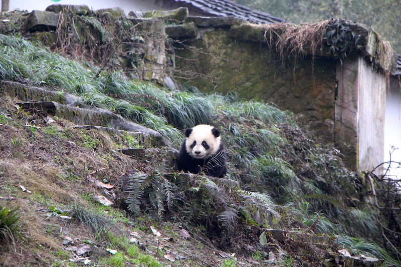 Mama Bears of Bifengxia