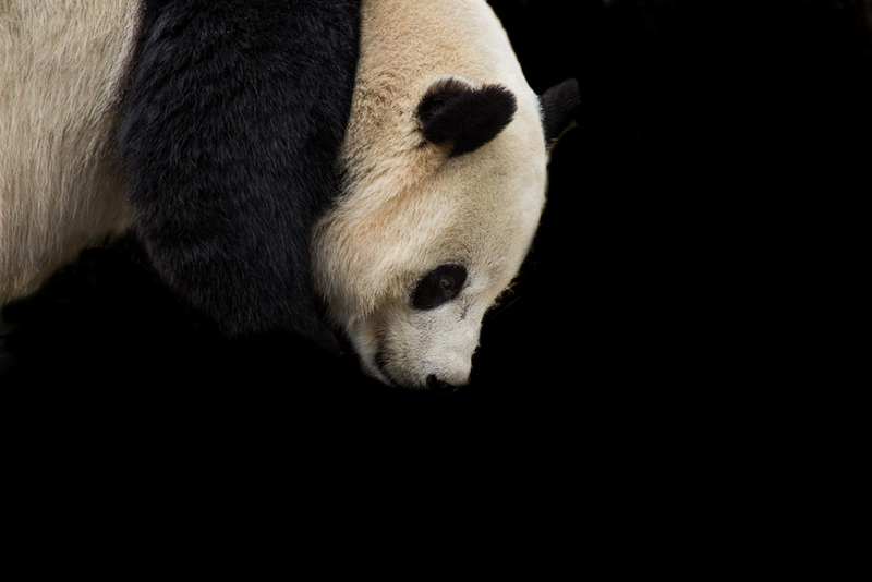 Bao Bao is public!!