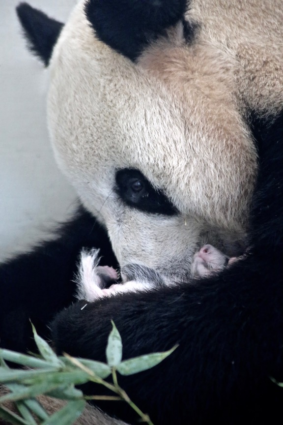 How does social housing impact maternal care and cub survivorship?